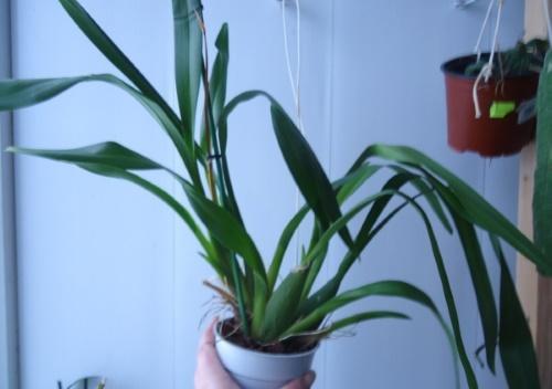 miksi miltonia ei kukki