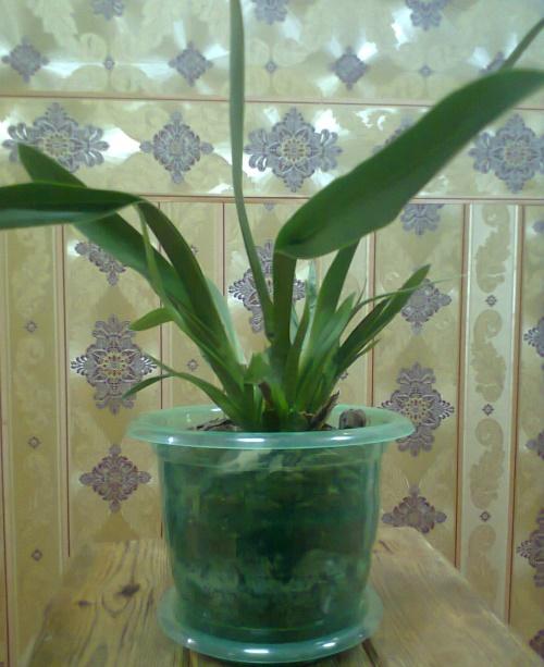 miltonia