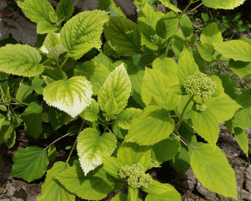 miksi hydrangean lehdet muuttuvat keltaisiksi