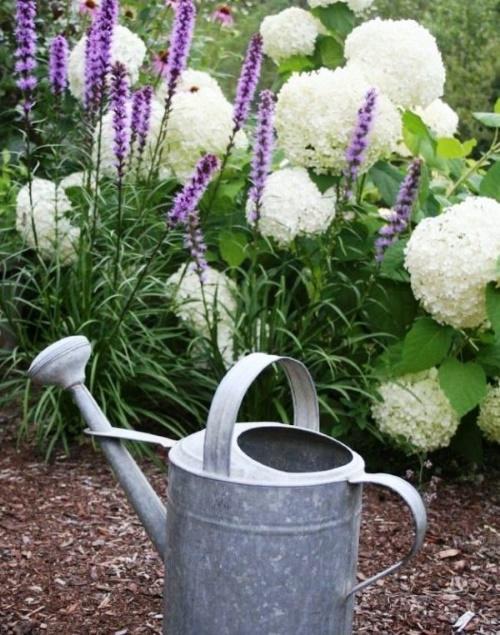 kasteluhortensia