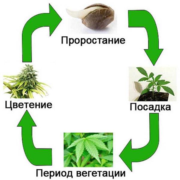 kasvukausi