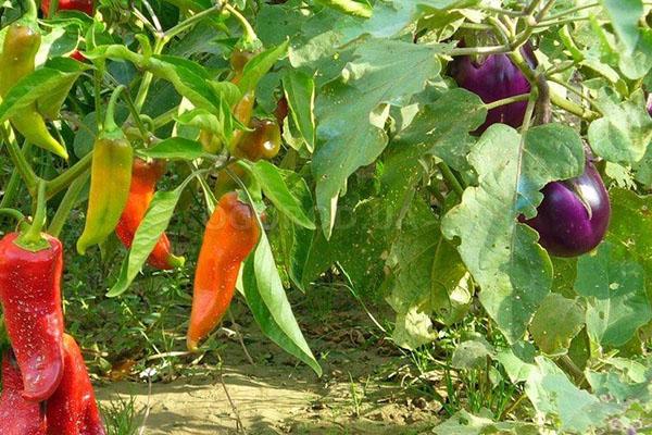 munakoiso ja paprika
