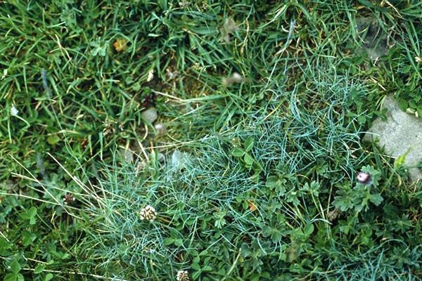 hyinen fescue