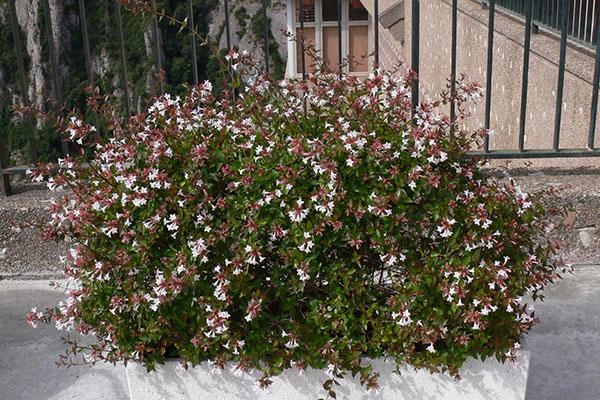 abelia grandifloran hoito