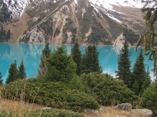 Altai kataja