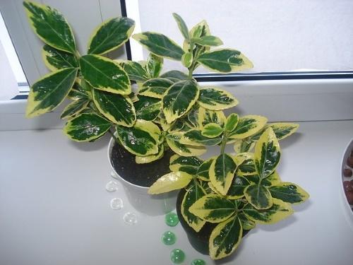 sisäinen euonymus