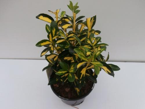 Japanilainen euonymus