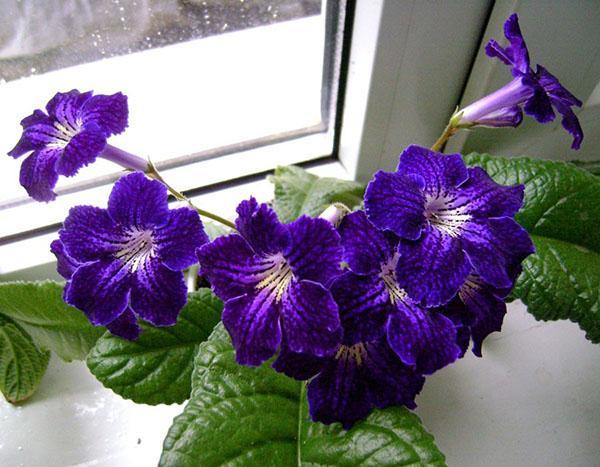 streptocarpus kukkii