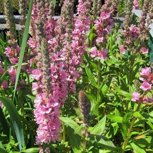 loosestrife punastua