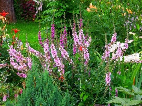 loosestrife kukkapenkissä