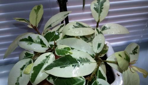 kirjava ficus