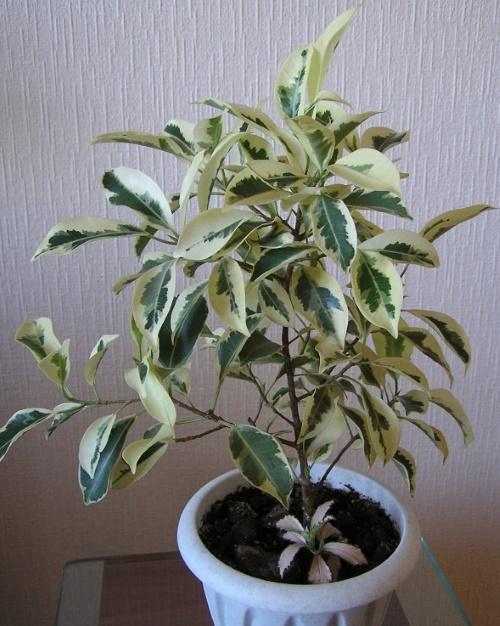 ficus albumarginaatin viljely