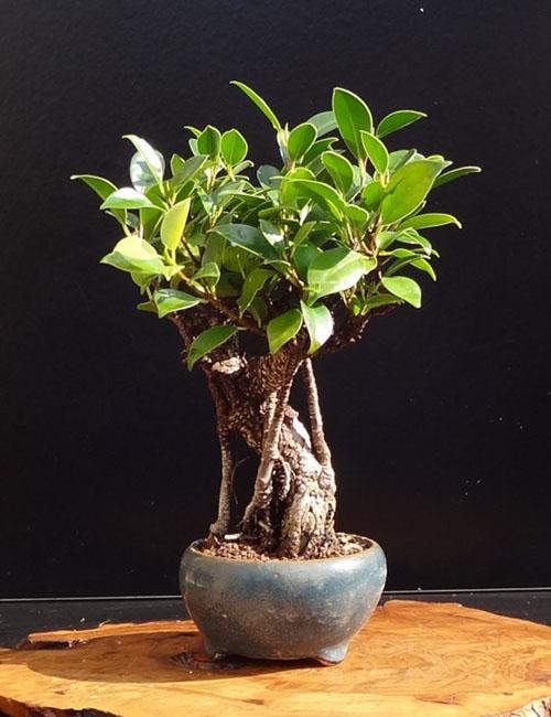 ficus-mikrokarppi kotona