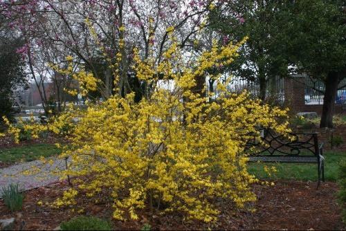 forsythia munanmuotoinen