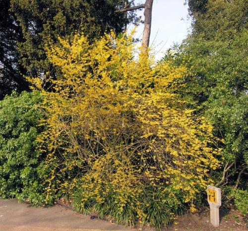 forsythia-pensas