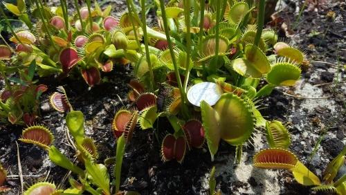 dionea luonnossa