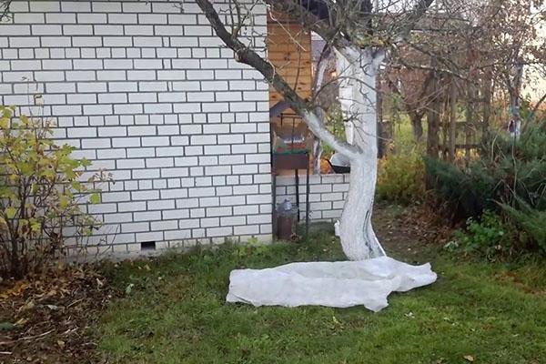 voimakkaasti jäkälästä saastuneiden puiden hoito
