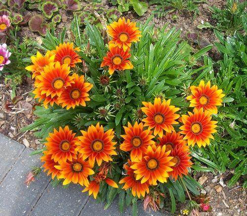 kuinka pitää gazania
