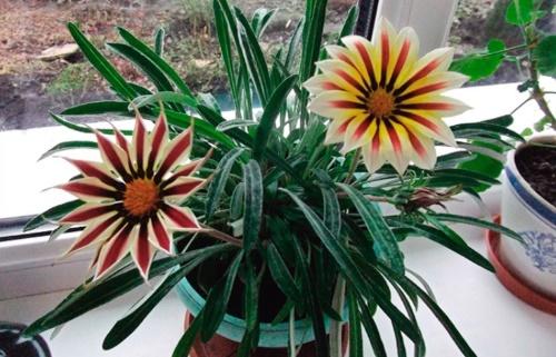 gazania talossa talvella