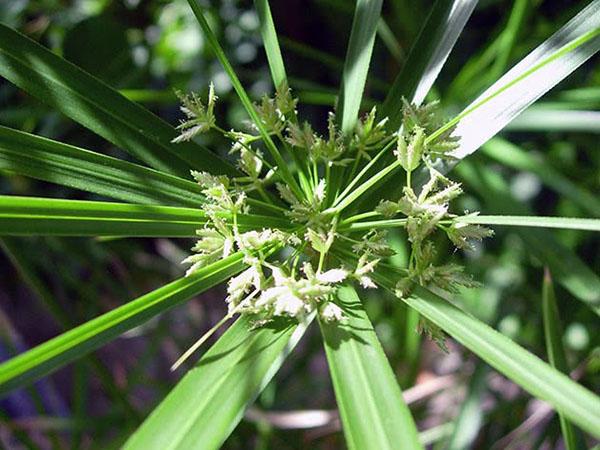 kukkiva cyperus