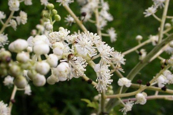 musta cohosh daurian
