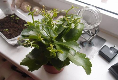 Kalanchoe haalistui