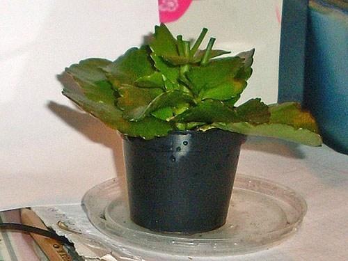 Kalanchoe leikkaamisen jälkeen