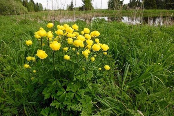 Euroopan buttercup-uimapuvun edustaja