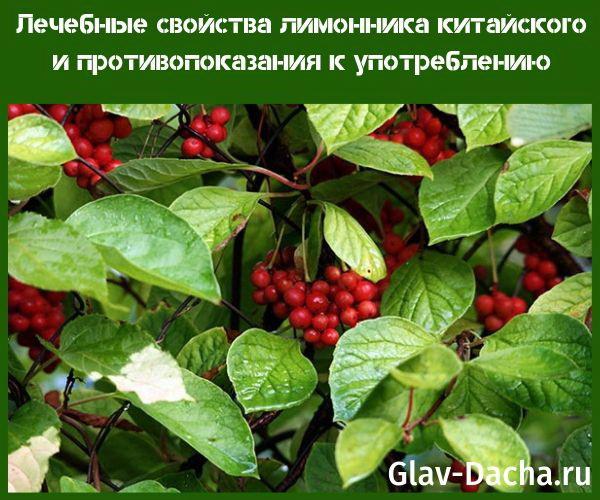 schisandra chinensis -valmisteen lääkinnälliset ominaisuudet ja vasta-aiheet