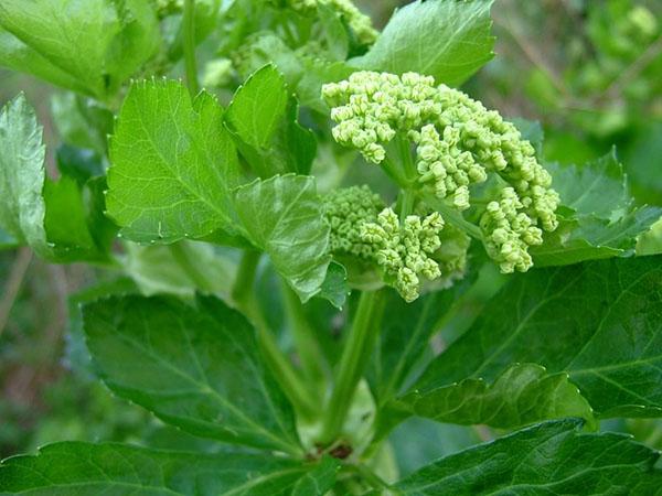 lovage kukkii