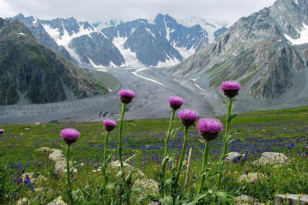 leuzea maral -juuri