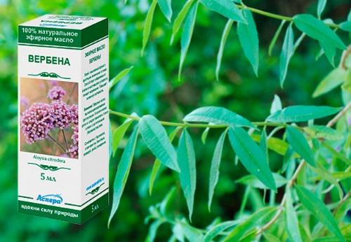 verbena lääkkeenä