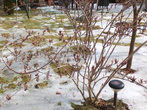 Pitääkö minun peittää weigela talveksi
