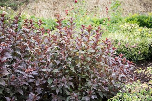 weigela syksyllä