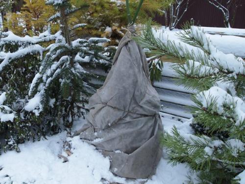 kehys weigelalle