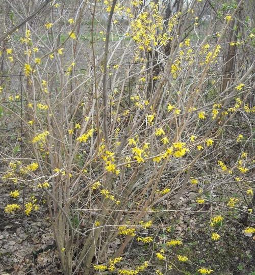 forsythia kukkii huonosti