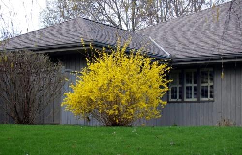 forsythian valaistus