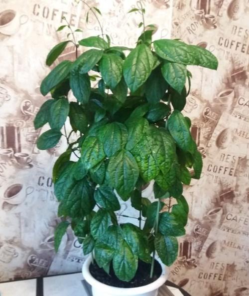 miksi klerodendrum ei kukki