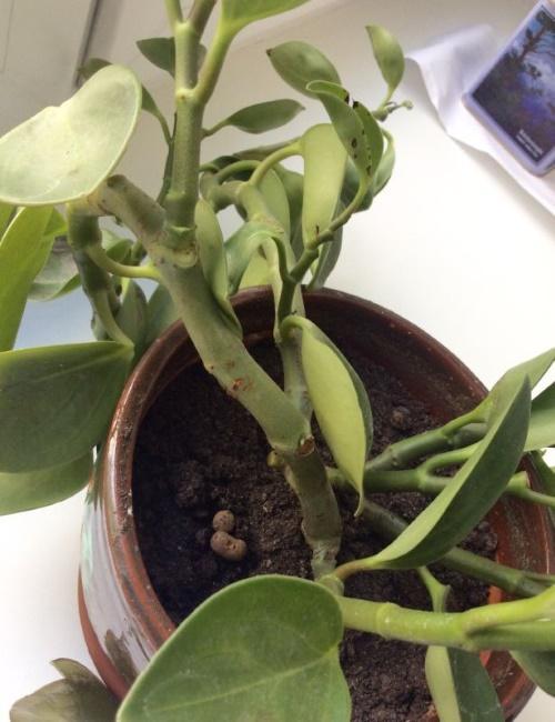 miksi peperomia-lehdet putoavat