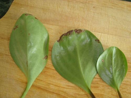 peperomia lähtee