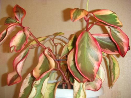 kirjava peperomia
