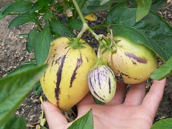 kasvi pepino tai meloni päärynä