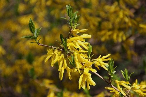 forsythia-haara