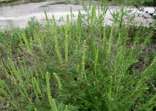 ragweed-kukinta-aika