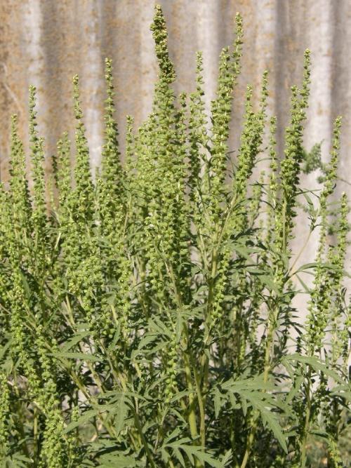 kukkiva ragweed-pensas