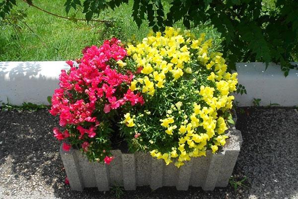 snapdragon tai antirrinum