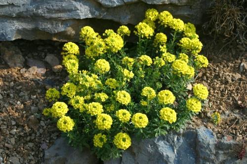 alissumin pensas