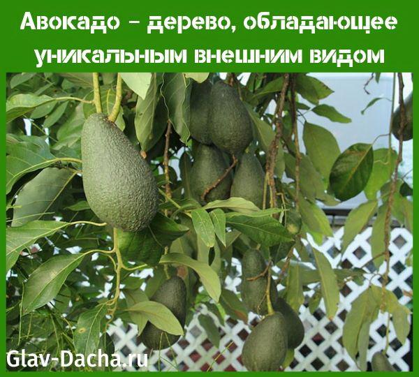 avokado puu