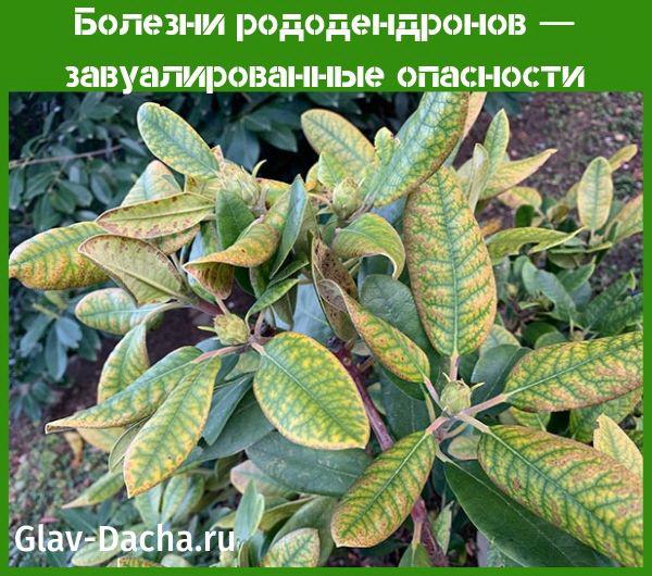 rododendronisairaudet