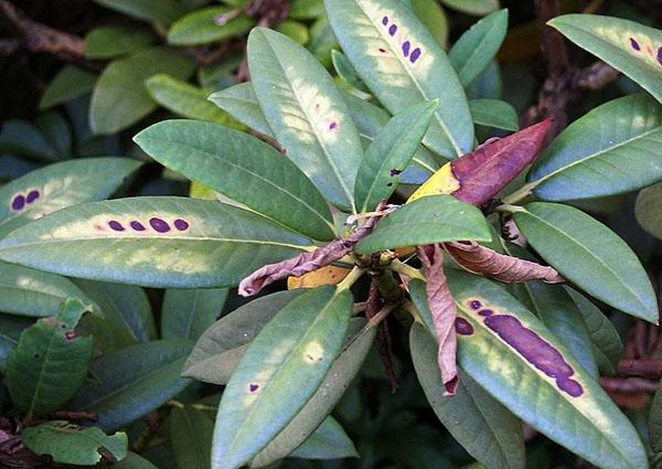 yleiset rododendronisairaudet